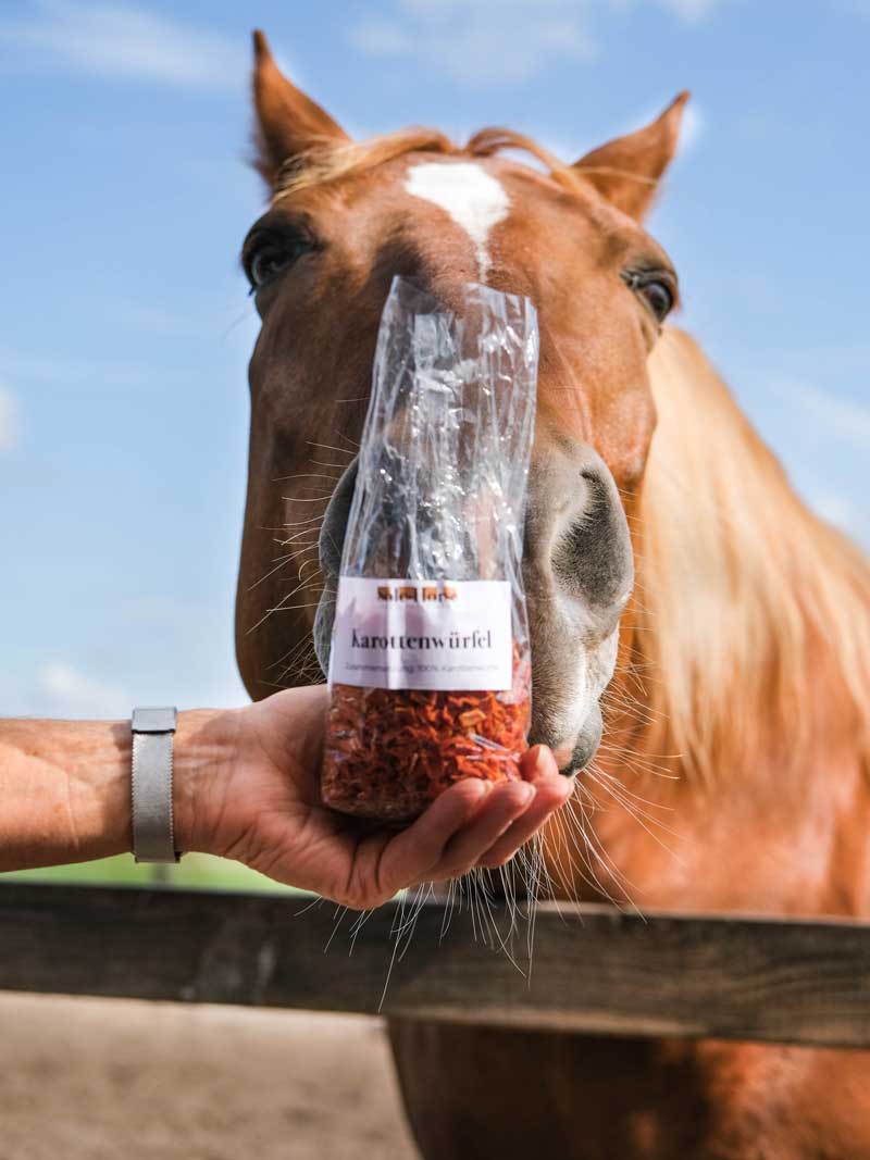 Pferd hält Nase an Tüte mit Karottenwürfel