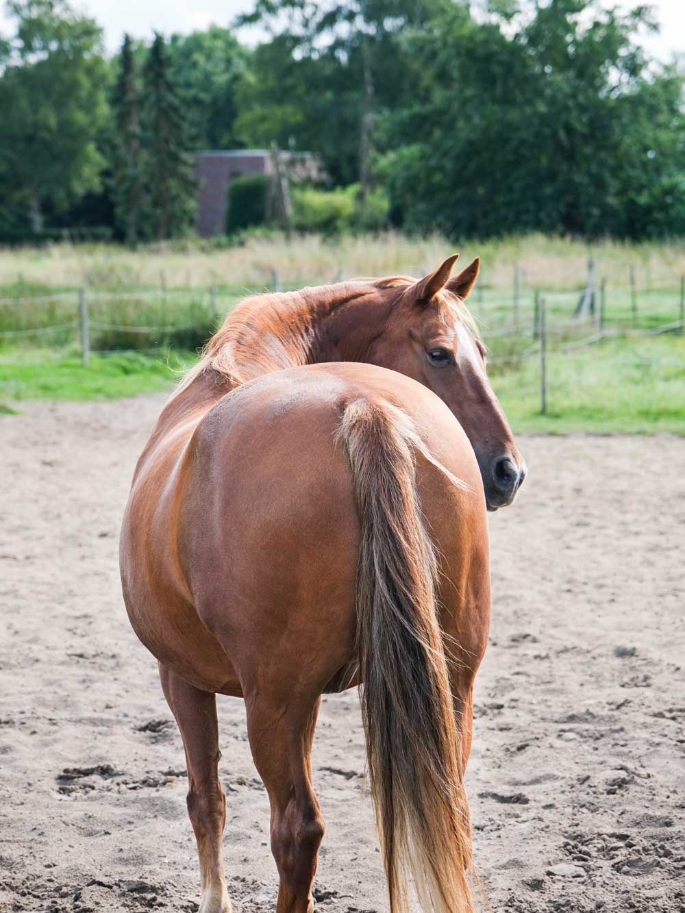 Pferd dreht sich um