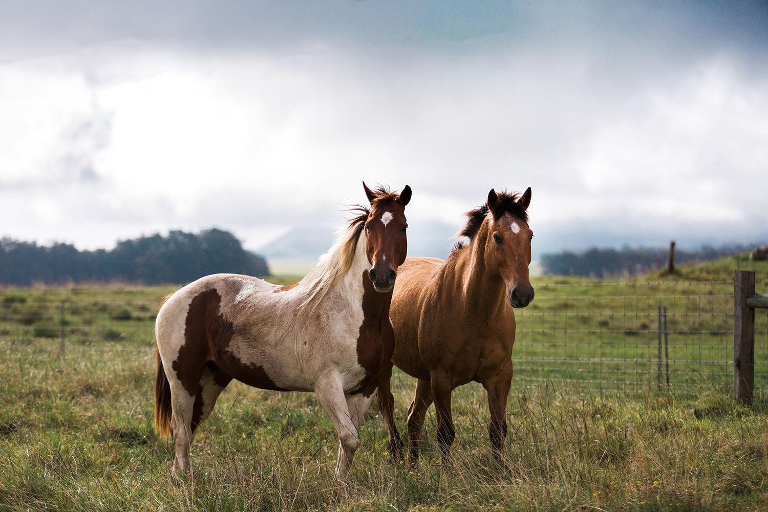 Zwei Pferde auf der Weide 
