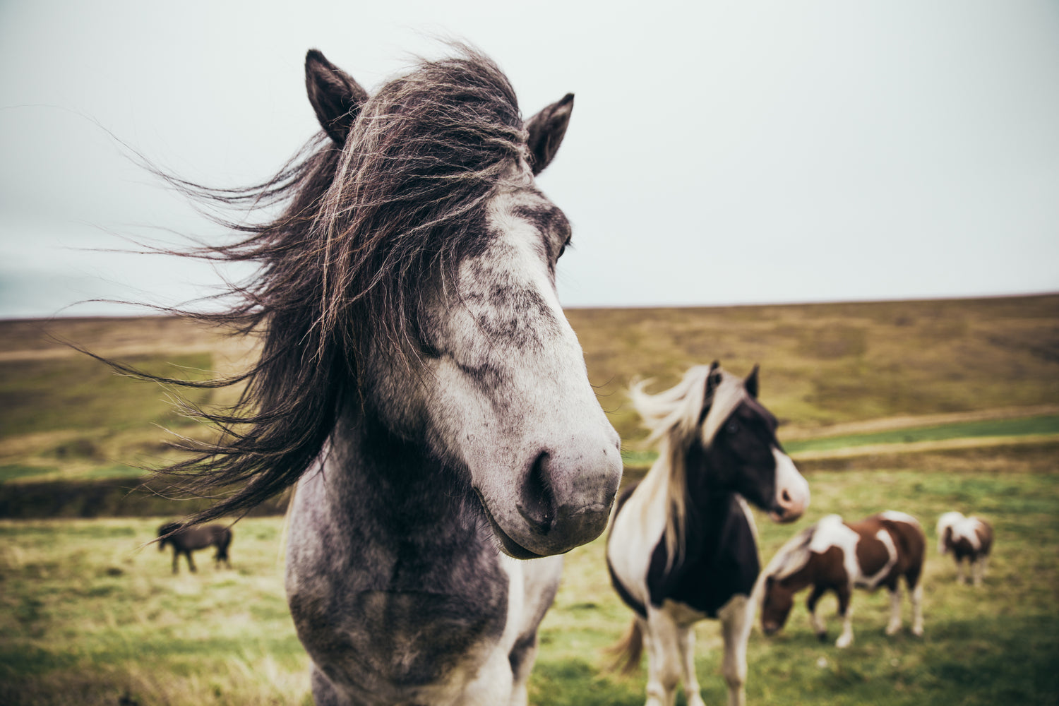Pony Isländer mit langer Mähe