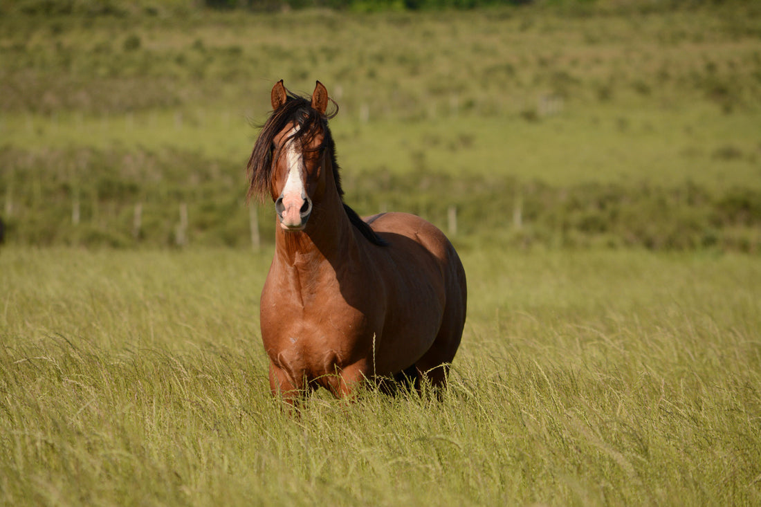 Mein Pferd hustet. Woher kommen Atemwegserkrankungen beim Pferd?