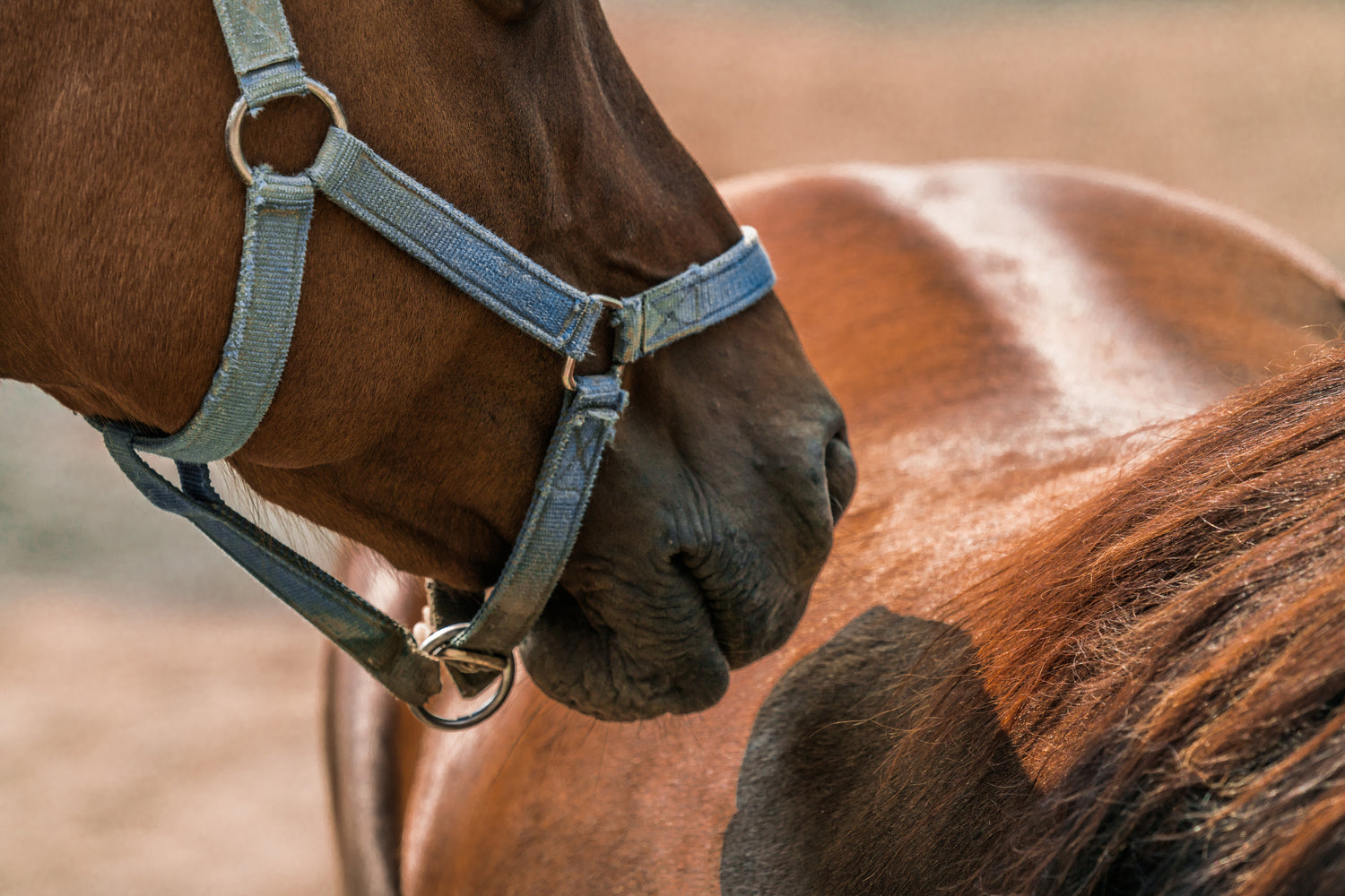 Pferd richtet Schnauze anderes Pferd